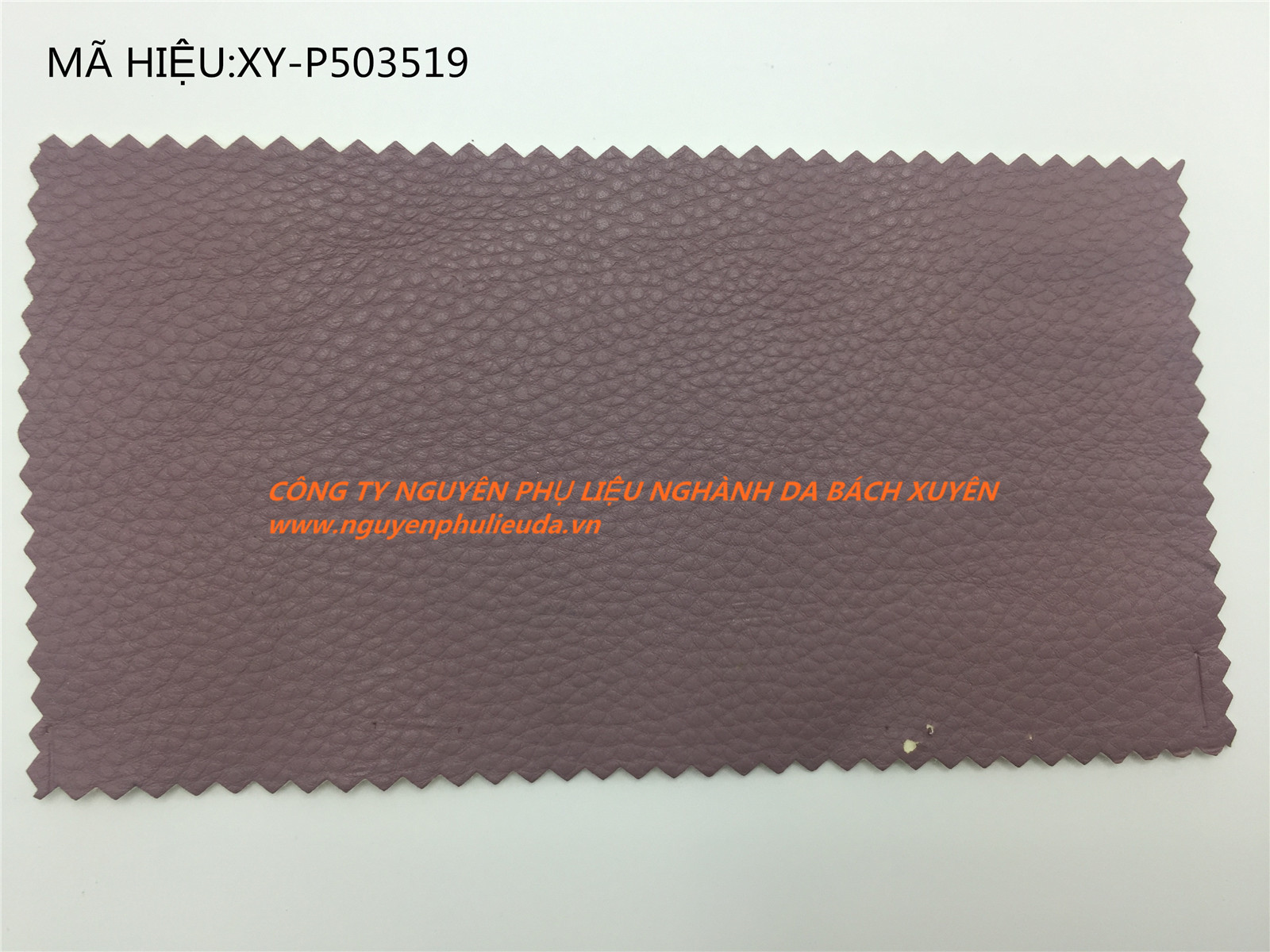 XY-P503519